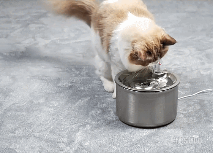 Kattfontän i rostfritt material med utbytbart filter