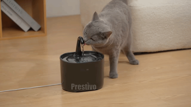 Kattfontän- portabel vattenfontän med utbytbart filter.